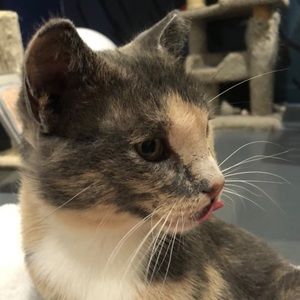 Meet your Posher, Nabila